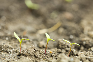 seed germination growth into forest
