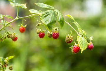 close-up of the ripe raspberry in the fruit garden