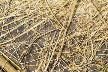dry grass background