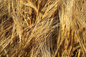 golden wheat field and sunny day