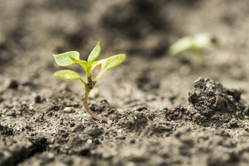 seed germination growth into forest
