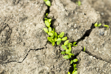 seed germination growth into forest
