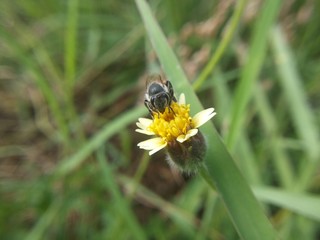 Bee swarming grass flower