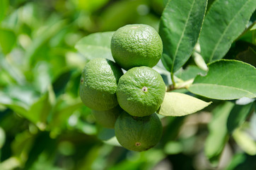 Limes hanging on tree,organic farm