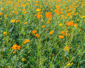 image of orange and yellow cosmos flowers in garden field on day