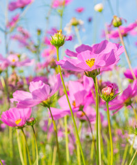 Obraz na płótnie Canvas image of Group of Purple cosmos flower in the field.