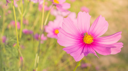 image of Purple cosmos flower in the field.