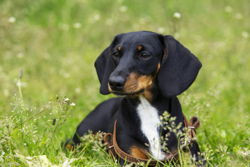 dog breed dachshund