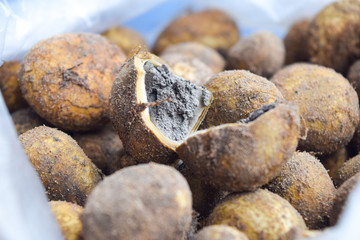 puffball mushroom, thai mushroom