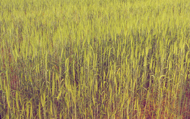 green barley field