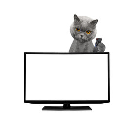 Cat watching television
