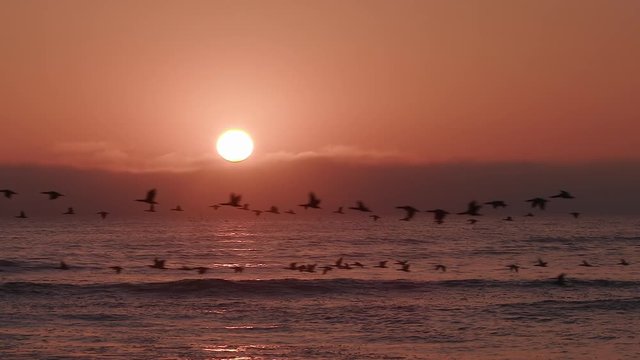 Birds flying in slow motion at sunset over the sea