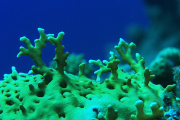coral reef in the warm sea