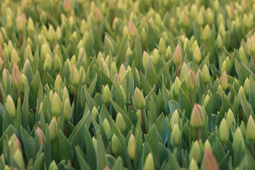 Field of yellow tulips top view background texture