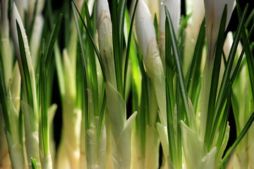white crocus on a black background