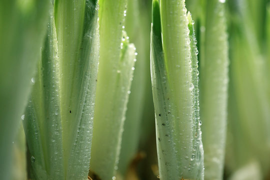 fresh green shoots spring sprouts background