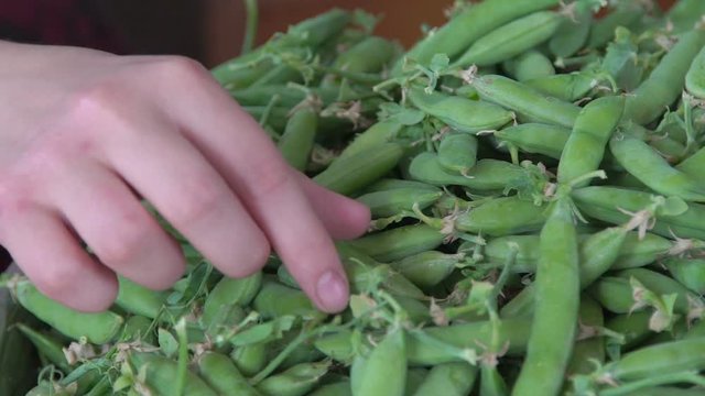 Hands pod shell hull husk green peas. Slow motion