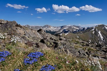 Alpine blue flowers in Rocky Mountains. Cottonwood pass near Buena Vista and Denver, Colorado. 