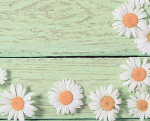 chamomile flower over green wooden background