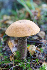 orange-cap boletus close up
