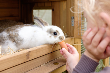 kleines Mädchen füttert hase