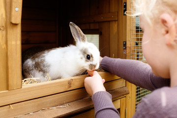 Fototapeta premium mała dziewczynka karmi króliczka