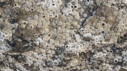Macro detail of shellfish on stone great for design, website, wa