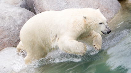 Obraz na płótnie Canvas Close-up of a polarbear (icebear) jumping in the water