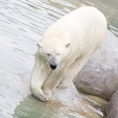 Obraz na płótnie Canvas Close-up of a polarbear (icebear)