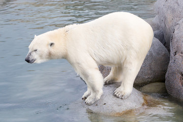 Obraz na płótnie Canvas Close-up of a polarbear (icebear)