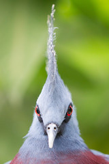 Victoria Crowned bird (Goura victoria)