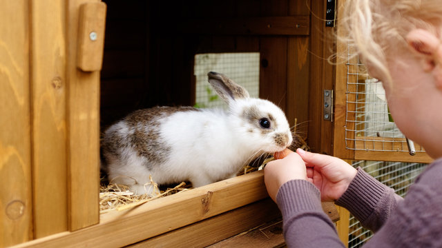 kleines M&auml;dchen f&uuml;ttert hase