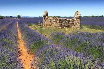 Fototapeta na wymiar Lavender in Provence