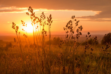 Obraz premium Закат в поле / Sunset in the field