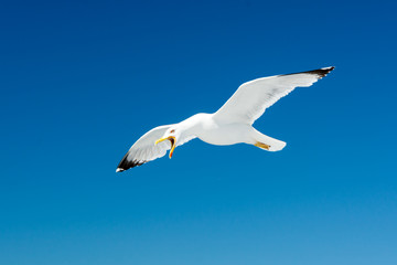 Seagull with open beak against the sky