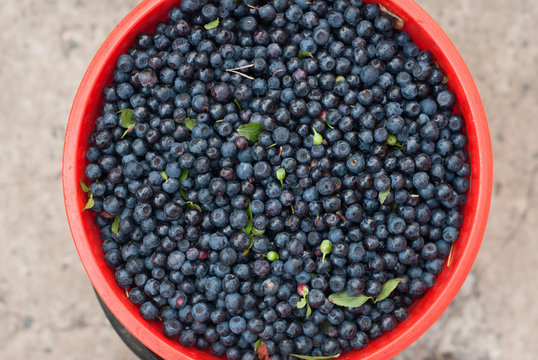 berries in a red bucket