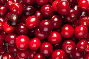 Bunch of fresh juicy cherries