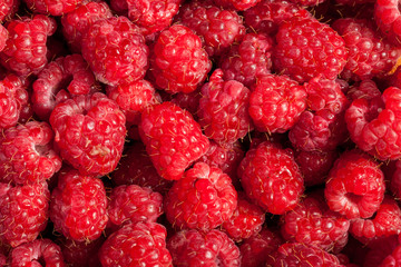 Red raspberries in close up photo