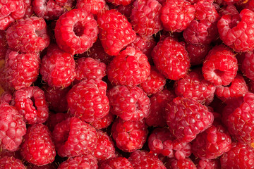Many fresh delicious raspberries