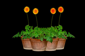 Gerber flowers in pot