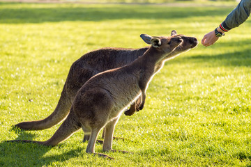 Homme nourrissant des kangourous en Australie