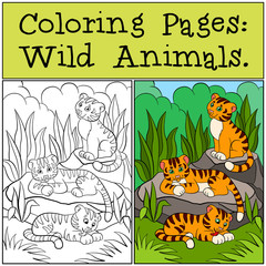 Coloring Pages: Wild Animals. Little cute baby tigers.
