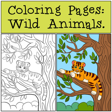 Coloring Pages: Wild Animals. Little cute baby tiger lays in the tree branch and smiles.