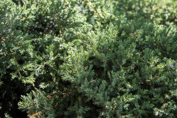 Fototapeta na wymiar Evergreen juniper background, evergreen juniper photo. Photo of bush with green needles