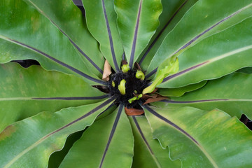 Bird nest fern, new born leaves in the center. Asplenium nidus.