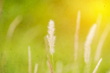 Obraz premium Grass flower close up. Vintage filter