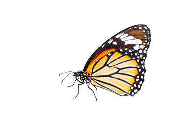 Fototapeta premium Isolated common tiger butterfly on white