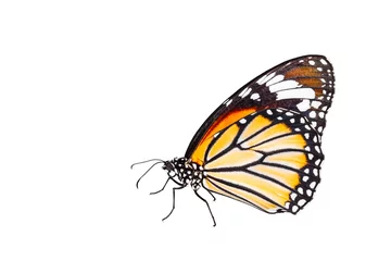Crédence de cuisine en verre imprimé Papillon Isolated common tiger butterfly on white