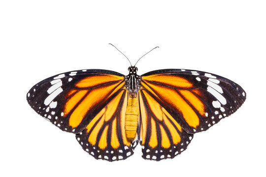 Isolated top view of common tiger butterfly on white