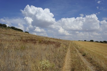 Fototapeta premium chemin fuyant sur le chemin de saint jacques de Compostelle région de Castille et Léon Espagne